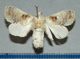 Odontocheilopteryx maculata